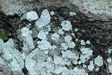 Lepraria normandinoides image