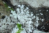 Lepraria normandinoides image