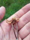 Psilocybe inquilina image