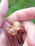 Psilocybe inquilina image
