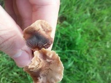 Psilocybe inquilina image