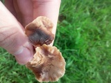 Psilocybe inquilina image