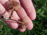 Psilocybe inquilina image