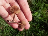 Psilocybe inquilina image
