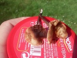 Psilocybe inquilina image