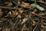 Marasmius siccus image