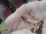 Psilocybe inquilina image