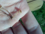Psilocybe inquilina image