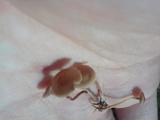 Psilocybe inquilina image