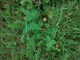 Psilocybe inquilina image