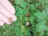 Psilocybe inquilina image