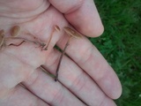 Psilocybe inquilina image