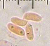 Trametes cubensis image