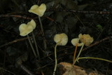 Mycena crocea image