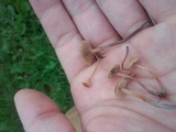 Psilocybe inquilina image