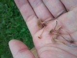 Psilocybe inquilina image