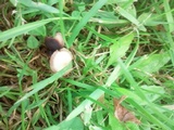 Psilocybe inquilina image
