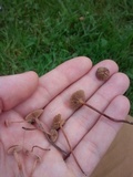 Psilocybe inquilina image