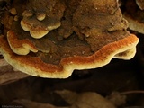 Phellinus robiniae image