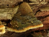 Phellinus robiniae image