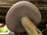 Tylopilus rubrobrunneus image