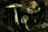 Inocybe corydalina image