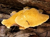 Piptoporus quercinus image