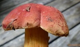 Pulchroboletus sclerotiorum image