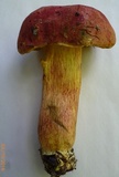Pulchroboletus sclerotiorum image