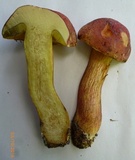 Pulchroboletus sclerotiorum image