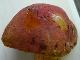 Pulchroboletus sclerotiorum image