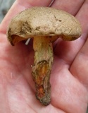 Caloboletus inedulis image
