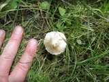 Inocybe rimosa image