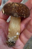 Xanthoconium affine image