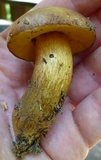 Aureoboletus innixus image