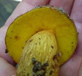 Aureoboletus innixus image