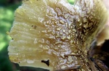 Russula pulverulenta image