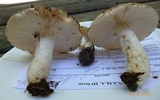 Russula modesta image
