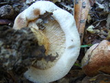 Paxillus involutus image