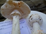 Amanita subcokeri image