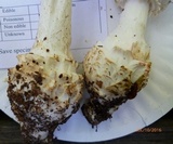 Amanita subcokeri image