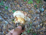 Paxillus involutus image