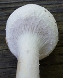 Amanita longipes image