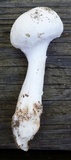 Amanita longipes image