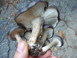 Lyophyllum decastes image