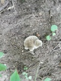 Crepidotus applanatus image