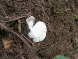 Crepidotus applanatus image