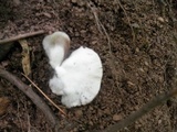 Crepidotus applanatus image