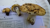 Russula claroflava image