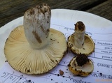 Russula claroflava image